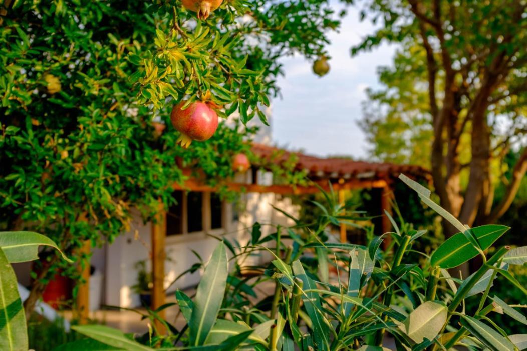 אלכסנדרופולי Vineyard Country House With Panoramic Seaview מראה חיצוני תמונה
